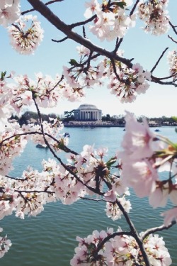 wolverxne:   Cherry Blossom, Jefferson Memorial