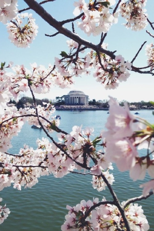 Porn wolverxne:   Cherry Blossom, Jefferson Memorial photos