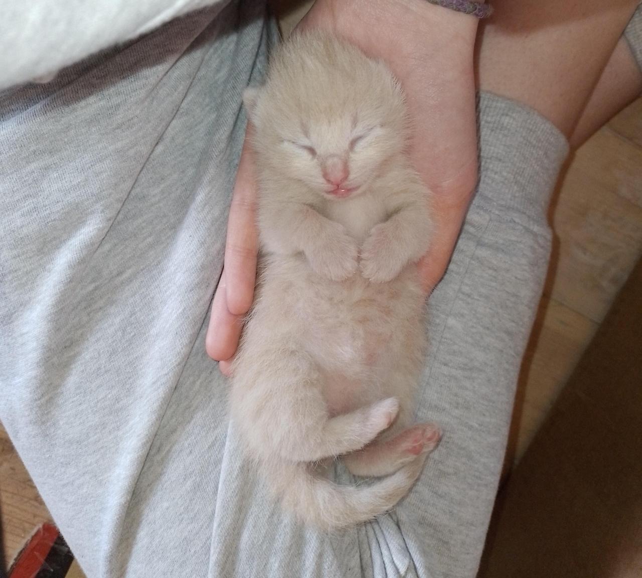 one week old kitten 🥺 via /r/Eyebleach https://ift.tt/2ZOJnpT #cute#wholesome#funny#happy#reddit#animals#puppy#kitten