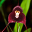 orchidreborn