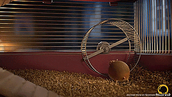 tastefullyoffensive:  If animals were round. [full video]