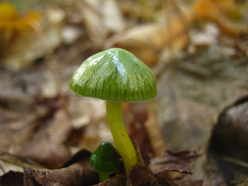 rhamphotheca:  la-mer-qu-voit-danser:  Parrot Waxcap (Hygrocybe psittacina) - native to grassy habitats of Northern Europe, fruiting bodies occur in late summer to mid autumn. 