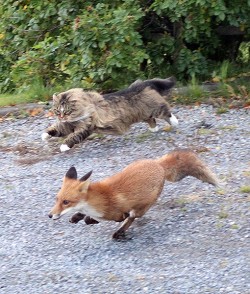 catsuggest: curious-wiccan:  Norwegian forest cat chasing a fox  fun run 