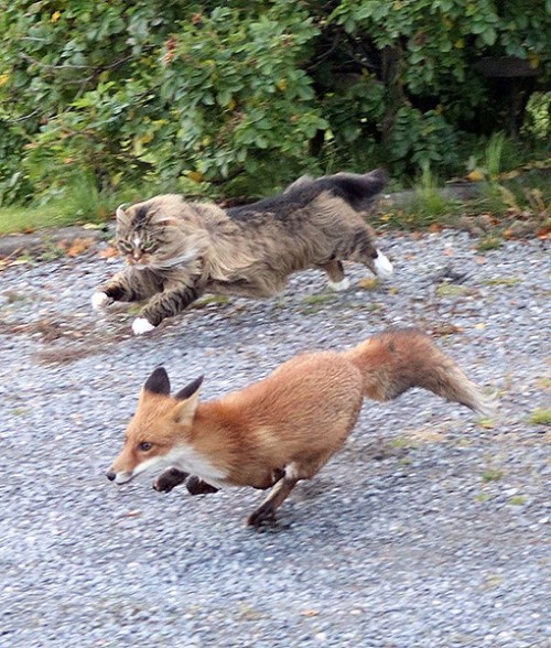 curious-wiccan:Norwegian forest cat chasing a fox