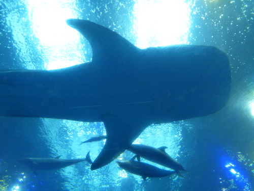 Aquarium de Motobu, Okinawa Très connu pour son grand bassin avec ses 3 grands requins baleines. Ils