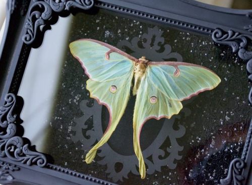 The Luna moth or American Moon Moth, Actias luna, is only found in the Americas.  . Newly hatched ca
