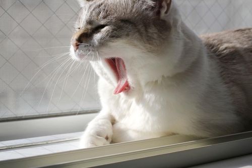 ねむいね  Yawning