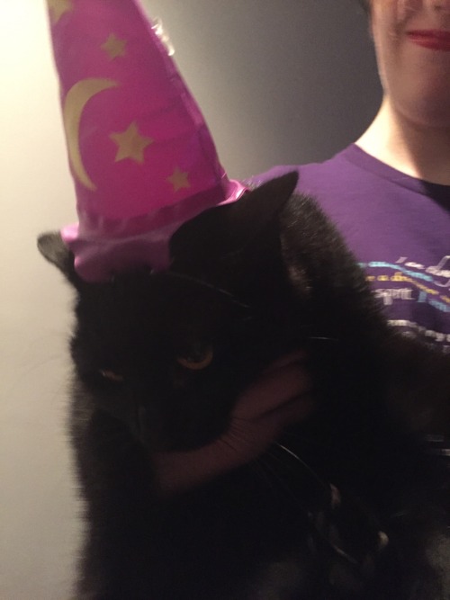 unflatteringcatselfies:  wizards