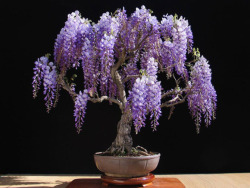 asylum-art:  Wisteria bonsai proves big beauty comes in small packages-DDN Japan As you probably already know, bonsai is the Japanese art of growing miniature trees or shrubs in planters. You’ve may have already seen at least some tiny potted junipers,