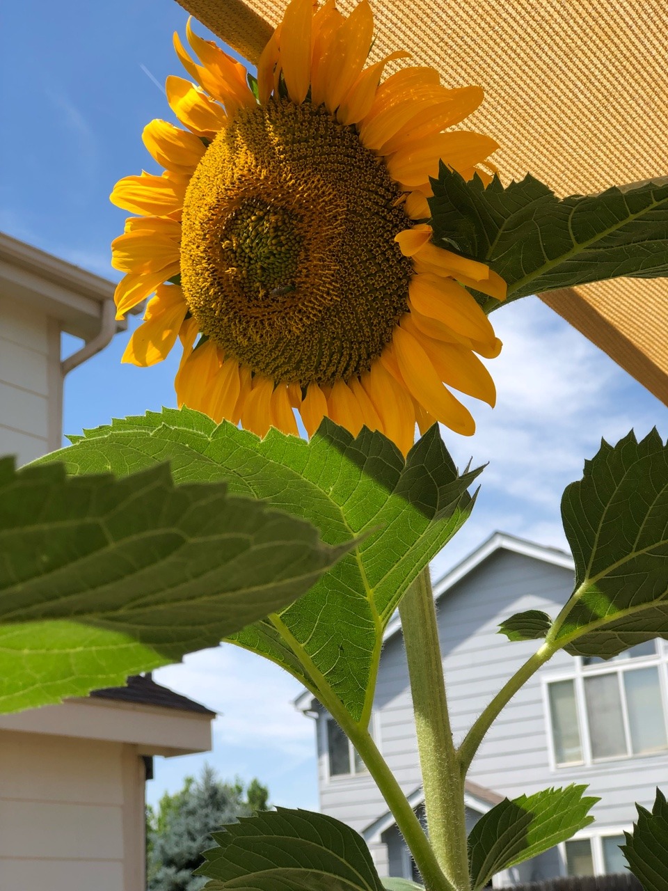lilcrystalkitty:My sunflowers are in bloom and I’m so happy 🌻🌿🐝