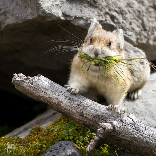 end0skeletal:Pikas gather food to store in their burrows for long winters. (x x x x)