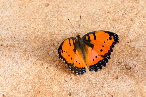 onenicebugperday: Summer (blue) and winter (red/orange) color morphs of the southern