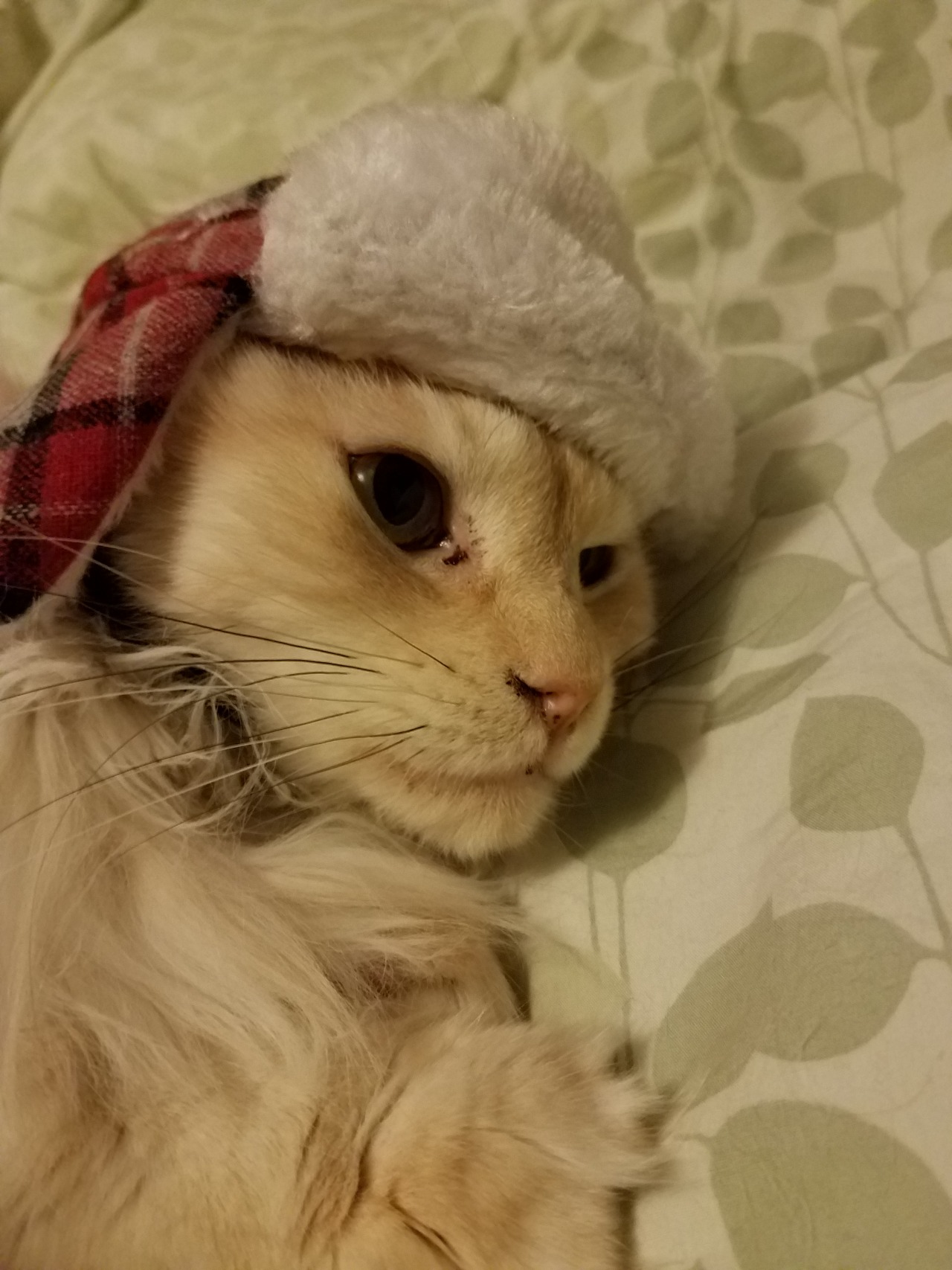 unflatteringcatselfies:  Feyd just gave up on moving. Galifrey, pretty pretty princess