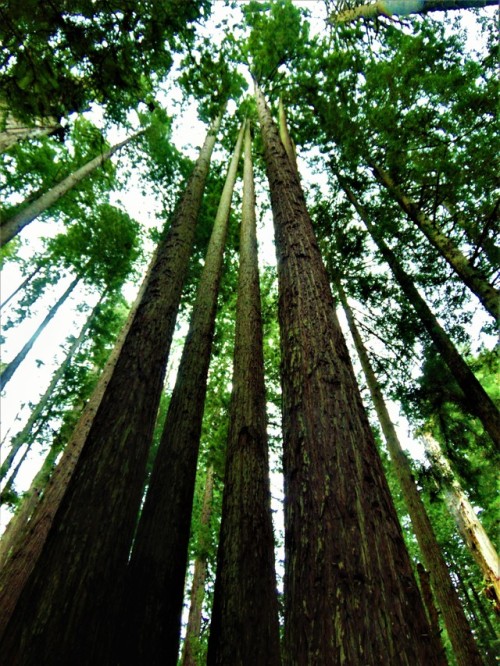 slick-vic:Arcata Community Forest, Humboldt County, CA