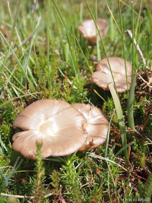 orlathewitch: Mushrooms and Moss at the Marconi Station Connemara, Co Galway, Ireland