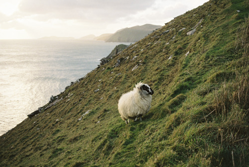 stephaniedolen:a flock of sheep, ireland