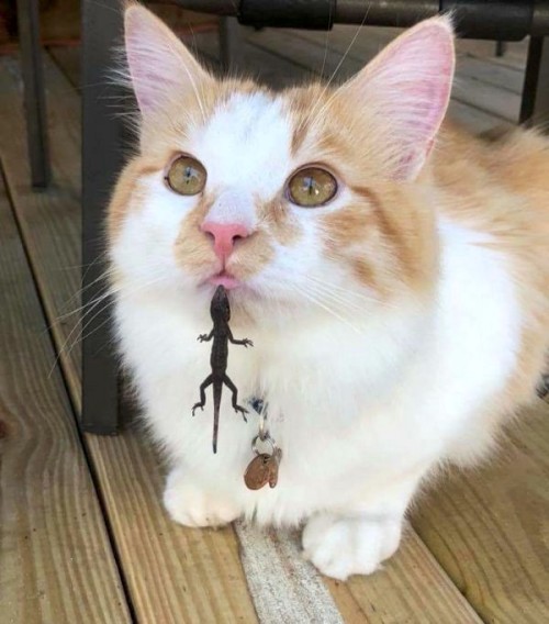 cuteanimals-only:cat vs lizard 