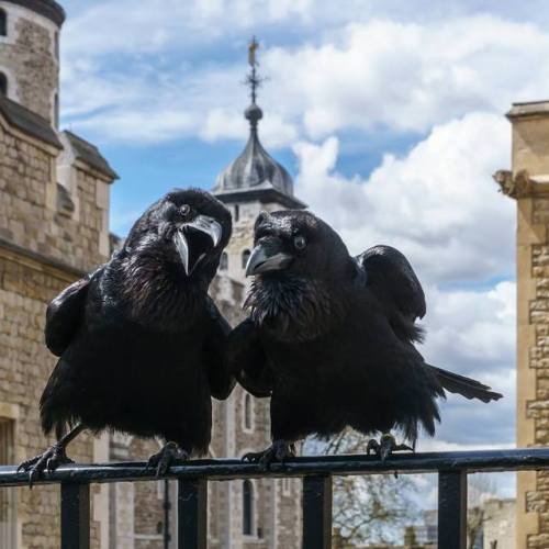 The Ravenmaster At The Tower Of London Whistles A Special Tune To Call The Ravens To Bed Each Night.