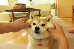 sasaq:  (via ぴろ〜ん。 柴犬マコと、) 