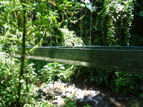 vanillaa-sunshine: tropicalblxck: thelight-bringer: Costa Rica  Jungle/tropical blog here!  ❁❁ 