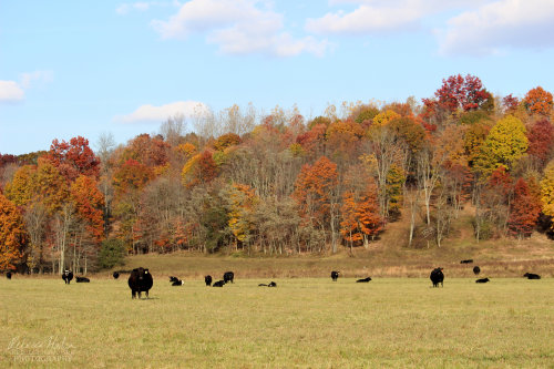 Cows in West Virginia near New River GorgeOriginal photography by Rebecca Halvorsen, 2015
