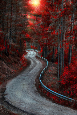 bluepueblo:  Autumn Road, Bosque Country, Spain photo via favorite 