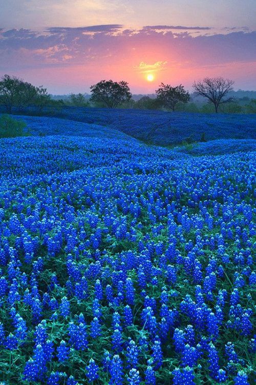 coiour-my-world:Bluebonnet FIelds