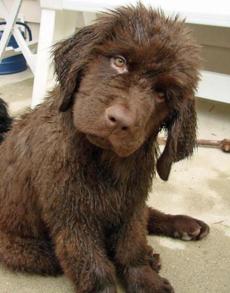 thecutestofthecute:  Newfies are really just big fluffy bears. 