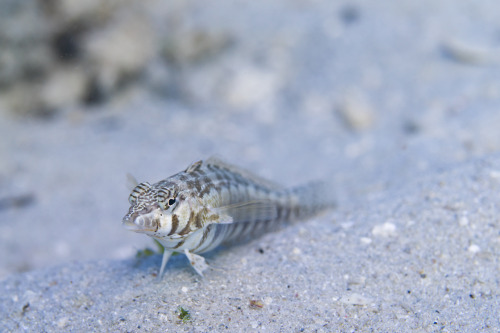 Sharpnose Grubfish (Parapercis cylindrica) on Lizard Island, Australia