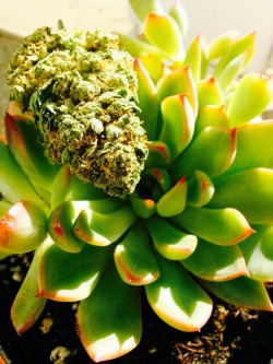 ilovehellokittyandweed:  Succulents and Marijuana💨🌵💨🌵💨🌵💨🌵My Favorite flowers on this StoneySunday Morning💨💨💨💨💨💨 