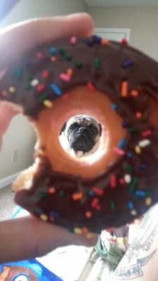 catsbeaversandducks:  Wherever there is food, there is a pug. Photos via Animals and Delicious Noms 