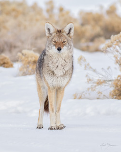 creatures-alive:  Coyote by Mark Summers