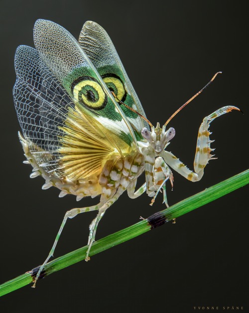 jumpingjacktrash:  giantleopardmoth: Spiny flower mantis, Pseudocreobotra wahlbergii  extra fancy pa