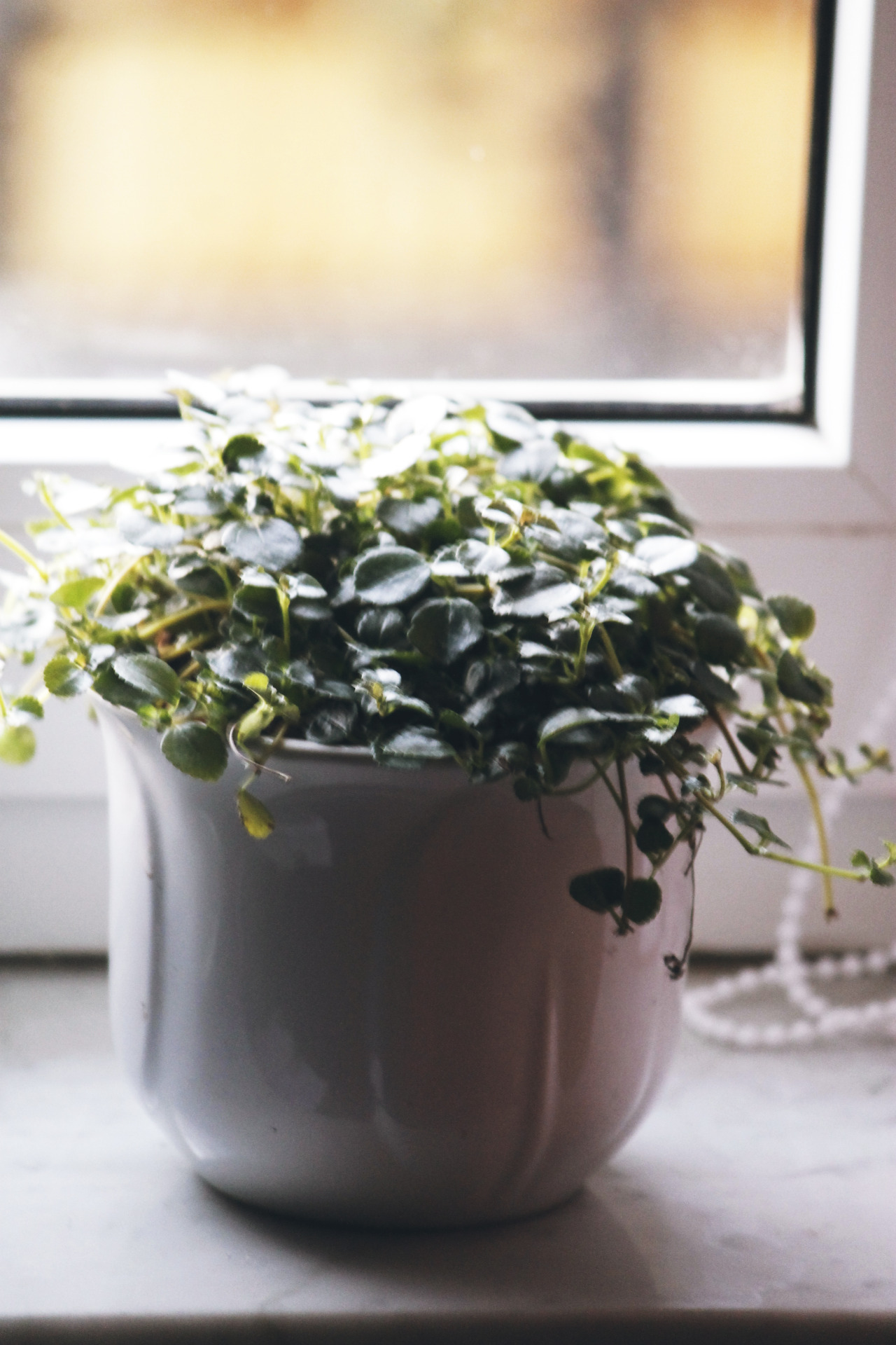 nayschuran:  Window still. In that order.  