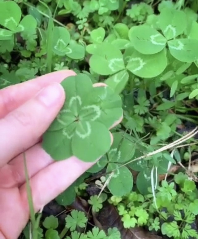 clover efi mojave clover efi mojave