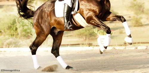 dressageworld:  © www.dressageafrica.com