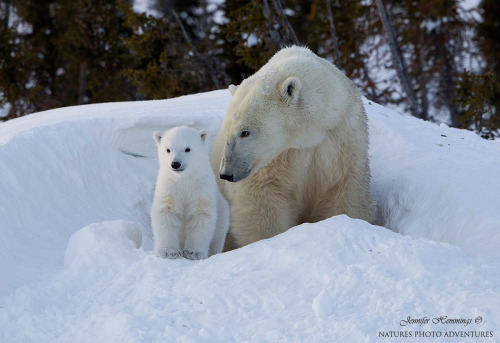 fuck-yeah-bears:  Polar Bear Mother & Cub by David Hemmings “This polar bear cub is being shown the world for the very first time by her very proud mom. The mother has been in this den for about six months.” 