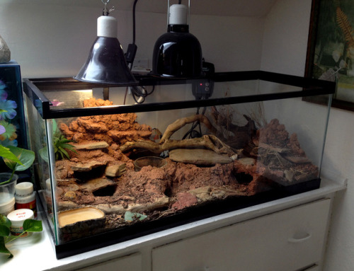 snabiesnbabies:snakejudy:New digs for Oscar Perry! Finally had the time and materials to put this to