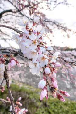 mizunokisu:  Kyoto Cherry Blossoms 2015 by