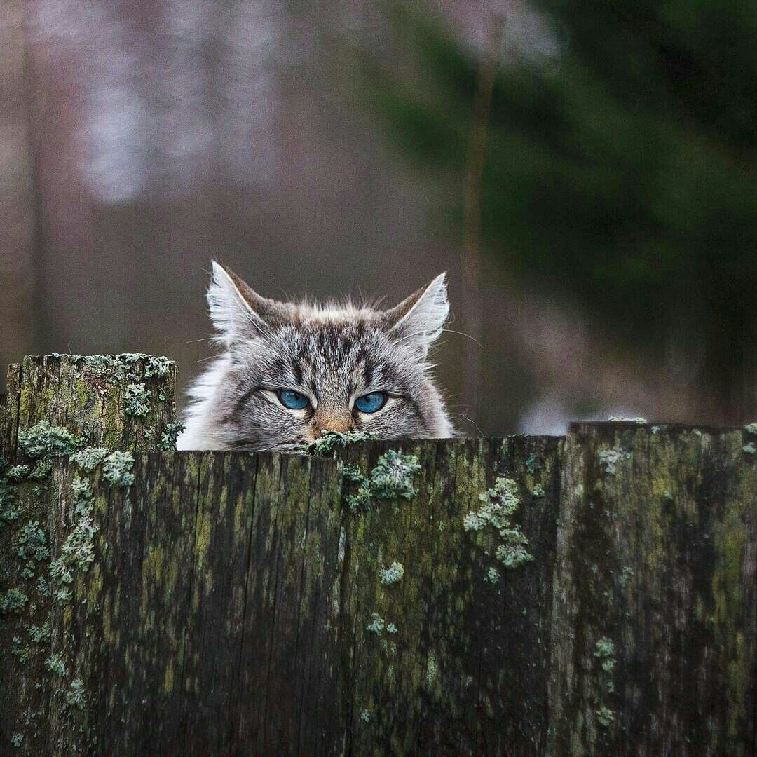 peccati-della-mente:  …🐈