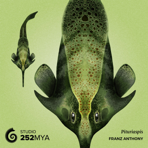 252mya:PituriaspisArtwork by Franz Anthony / @franzanthAfter its discovery in Western Queesland, Aus