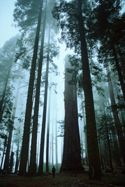 heyfiki:  Tree Cathedral by Andrew Luyten on Flickr. Atmospheric mist and impossibly tall and slender trees in the Sequoia National park, California. 