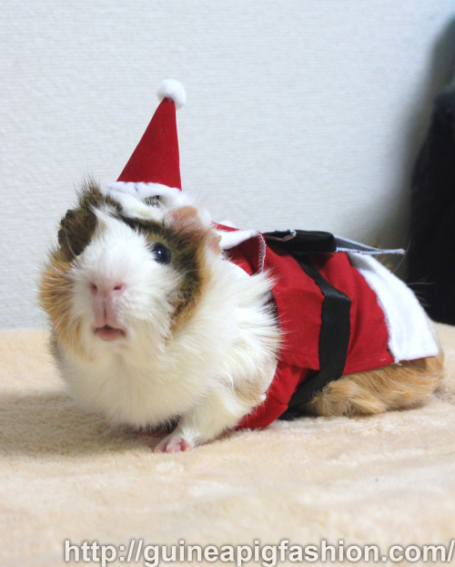 New on shop! Santa Costume Pack [2013] for Guinea Pigs now available on Guinea Pig Fashion.