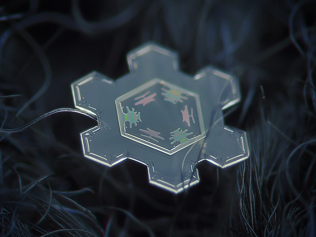 shortformblog:   These are real snowflakes, photographed by Alexey Kljatov with a