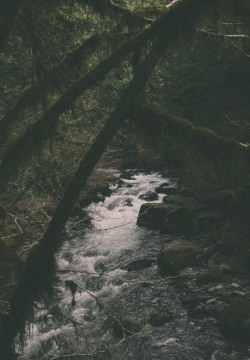 hannahkemp:  up the stream//Washington April 2016