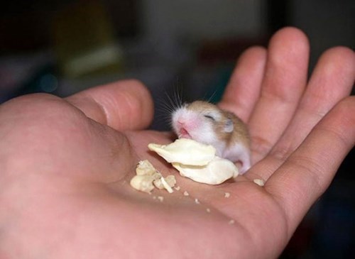 Porn photo cute-overload:  Everyone Likes Chips!http://cute-overload.tumblr.com