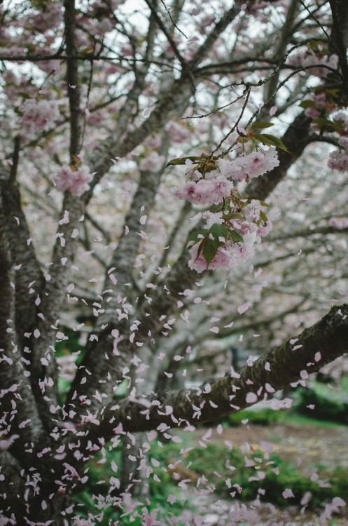 millivedder:Loveliest of trees, the cherry now, is hung with bloom along the bough