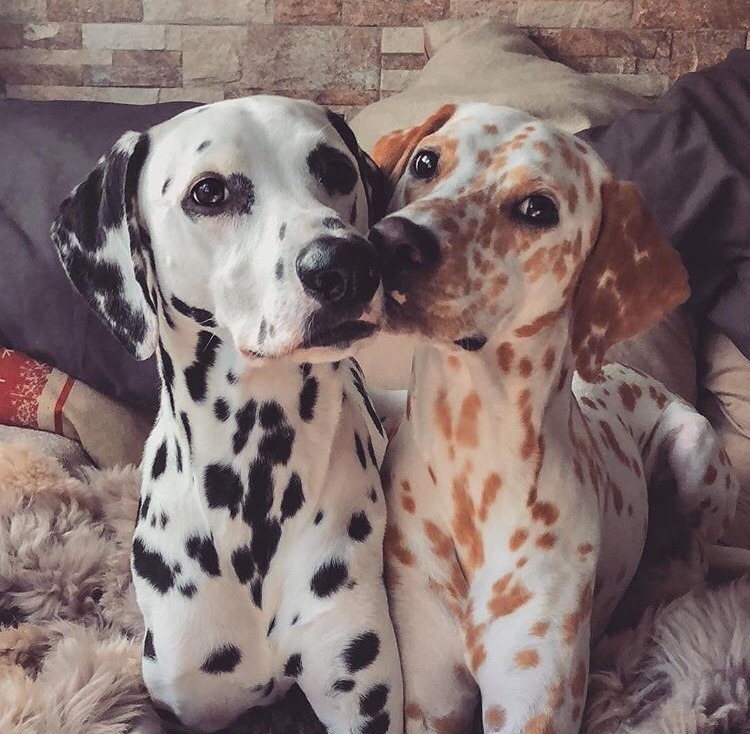 friendly-animals:  (Source)  @slothman-1 and slothgirl6 in Dalmatian form ♥️💖💗💜