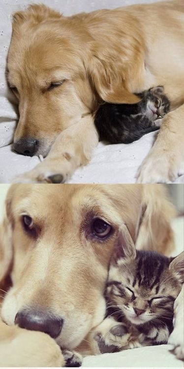 yourpersonalnurse:  psyfucks:  comfortspringstation:  Kitten rejected by mother and raised by golden retriever  I’m so happy for this little kitty  begmetocome This made me think of you lol ;)  yourpersonalnurse this so so cute ! look at him how finally