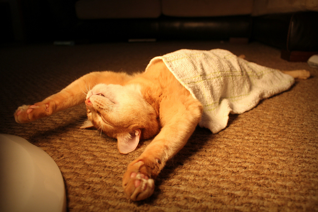 89cats:  Comfortable Kitty by © Jamie Mitchell 